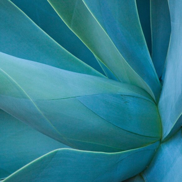 ABERCROMBIE SHIRT M - Picture 1 of 1